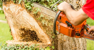 A Step-by-Step Guide On How To Fell A Tree With A Chainsaw