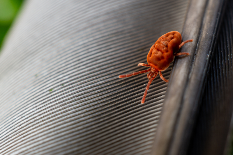 Clover mite. 