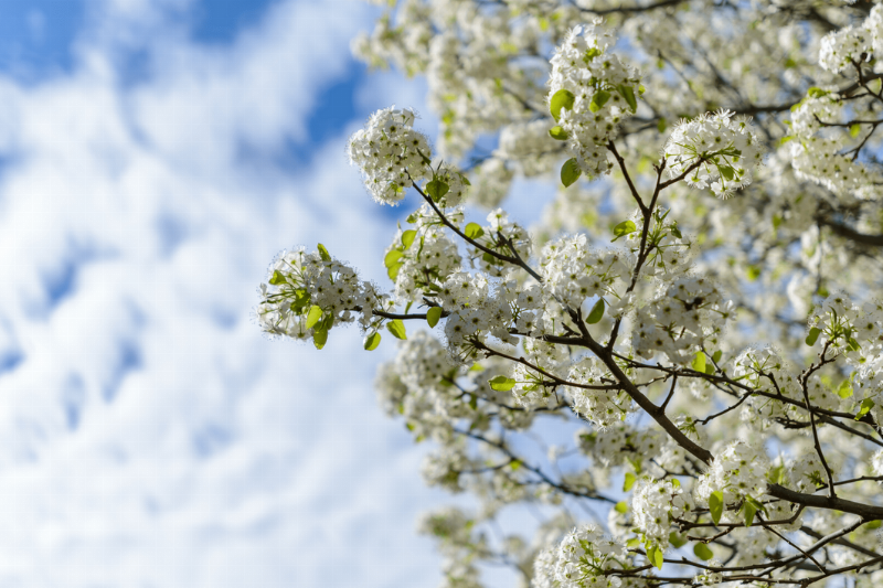 A branch of a tree with white flowers.