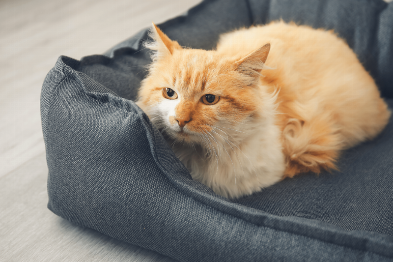 A cat sitting in a cat bed.