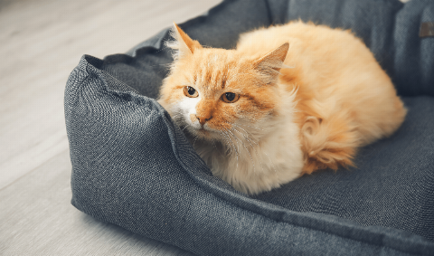 A cat sitting in a cat bed.