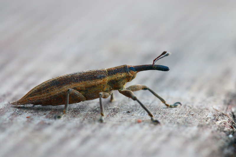 Grain weevil.
