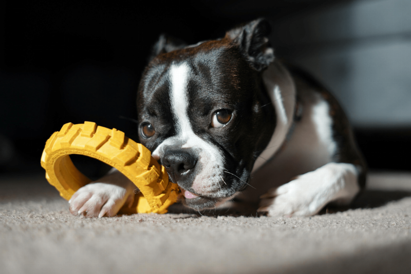 A black and white dog chewing on a toy. 
