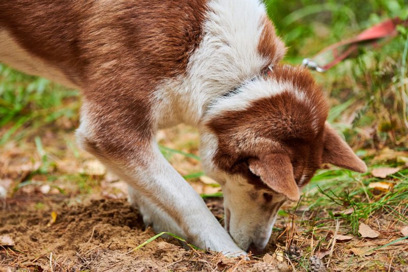 A dog digging a hole. 