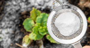 Baking Soda Is a Great DIY Weed Killer