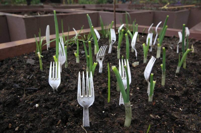 Plastic forks in a garden.