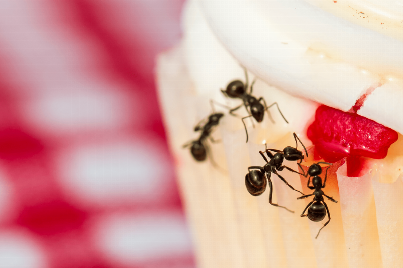 Ants on a cupcake.