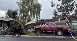 Signs of When a Tree Needs Removal for Home Safety