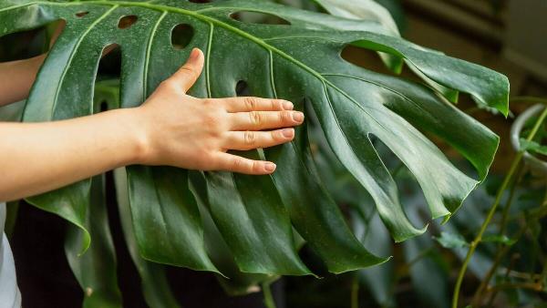 A hand wiping a big green leaf. 