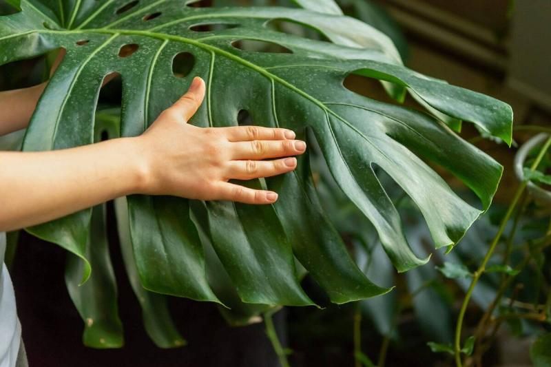 A hand wiping a big green leaf. 