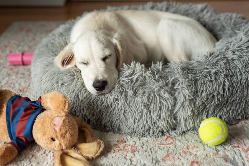 A golden retriever puppy on a dog bed. 
