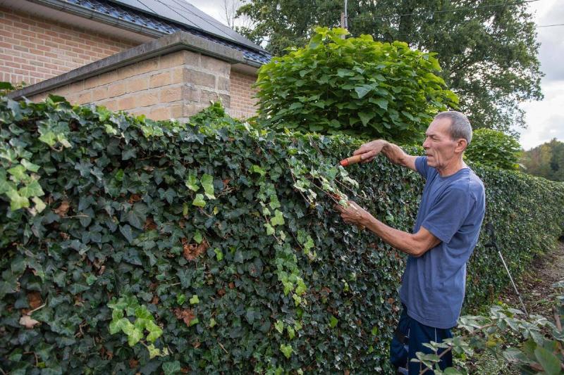 A man trimming plants growing on a fence. 
