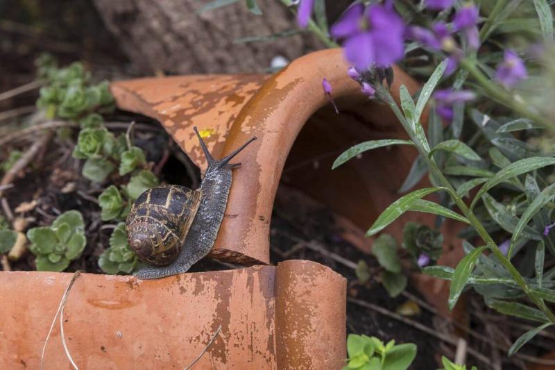 A brown garden snail.