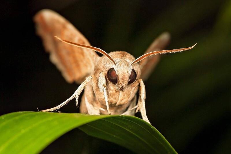 A brown moth on a leaf. 