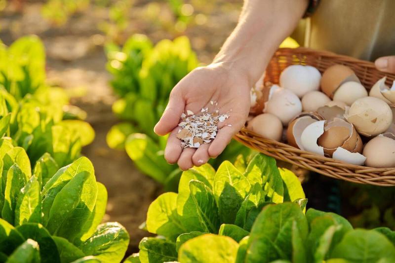 Woman holding eggshells in a garden.