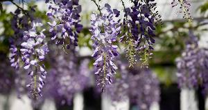 The 5 Most High-Maintenance Plants To Have In Your Garden, According To Experts
