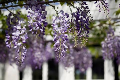 Purple wisteria blossoms on a tree.