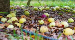 These 8 Items Are Attracting Rodents To Your House