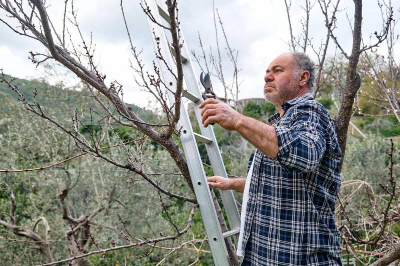 A man on a ladder pruining trees. 
