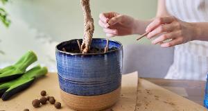 How Putting Toothpicks In Your Houseplants Can Help With Watering