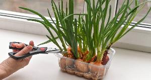 10 Fruits And Vegetables You Can Grow Indoors, Any Time Of The Year