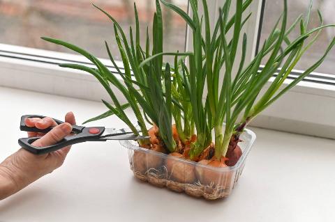 hands-cut-green-onions-growing-on-the-windowsill-2025-07-01-00-05-45-utc-91848-scaled-1-41185
