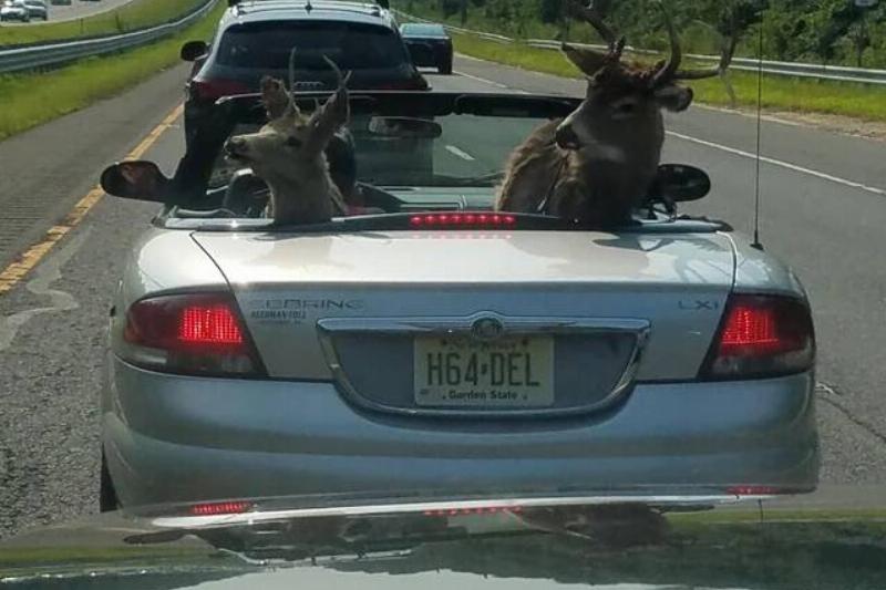 i-was-driving-behind-this-today-stag-party-v0-3pa5u7oimjg11