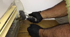 How To Keep Mice Out Of Your Kitchen For Good