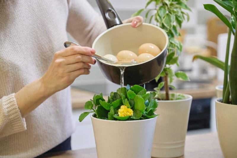 Woman pouring water from boiled eggs in plant.