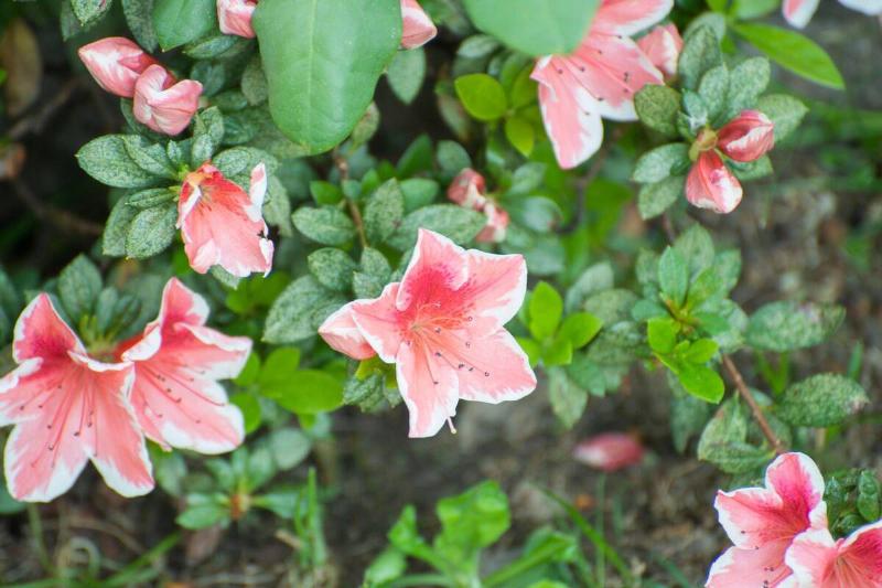 Pink azalea flowers. 