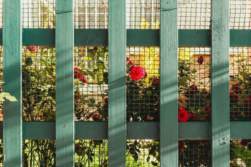 Roses and a green garden fence. 