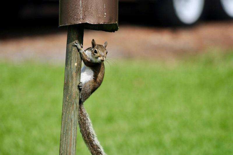 Squirrel climbing a bird feeder. 