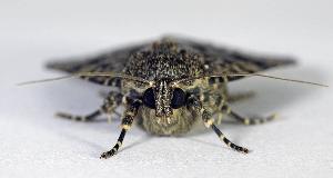 How To Keep Moths Out Of Your Closet And Off Your Clothes