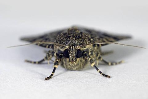 A moth. 