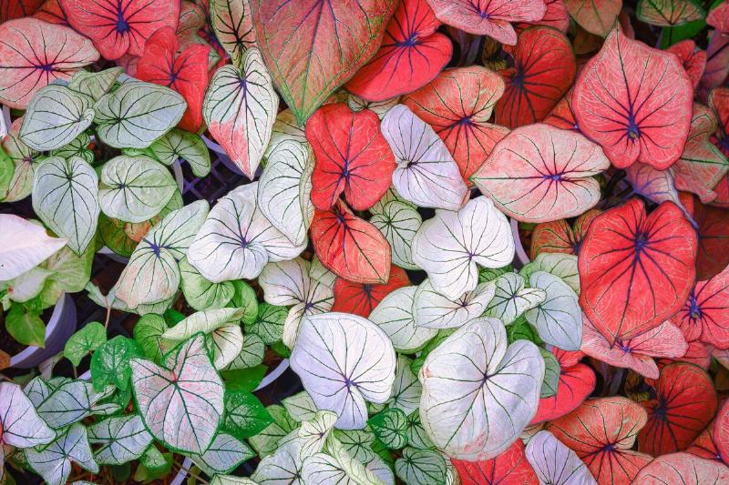 Many different colorful caladiums.