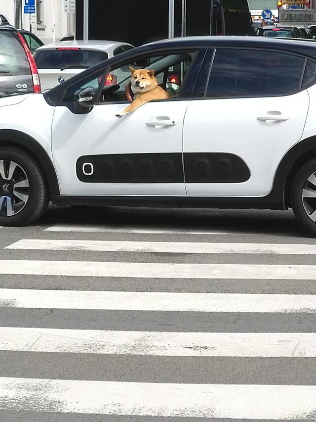 was-not-able-to-cross-the-road-because-of-this-bad-driver-v0-4z6tar7gxmv21