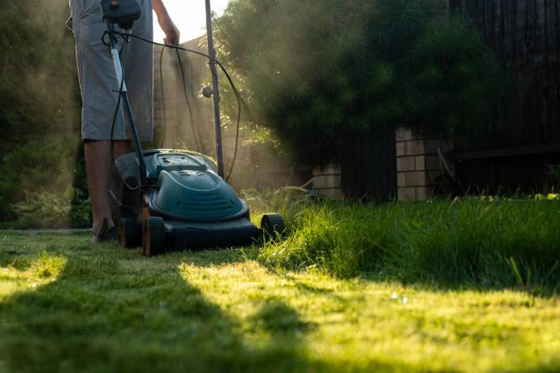 Freshly cut thick grass on the lawn, sunny day at sunset, low angle view. Green grass in the backyard, electric lawn mower