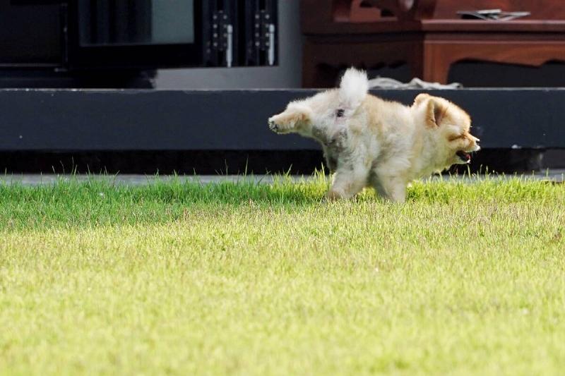pomeranian dog peeing on backyard lawn