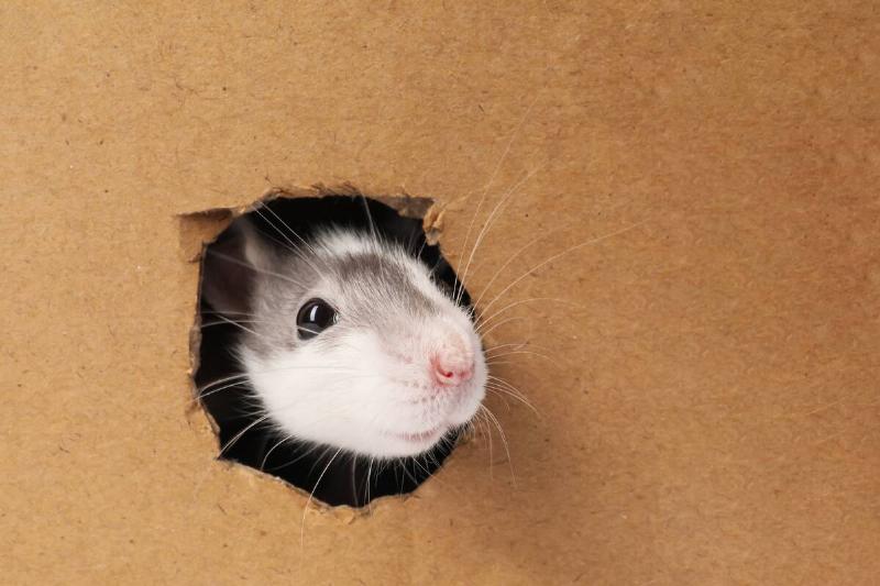 Mouse looking through a hole in a cardboard box. 