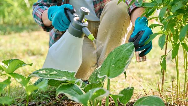 Gardener woman with sprayer treats caring spraying hosta plants with insecticides or fungicides in backyard garden.