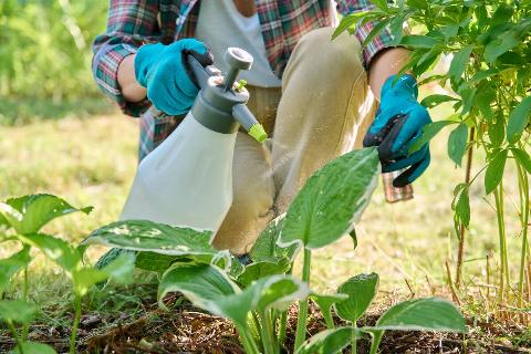 Gardener woman with sprayer treats caring spraying hosta plants with insecticides or fungicides in backyard garden.