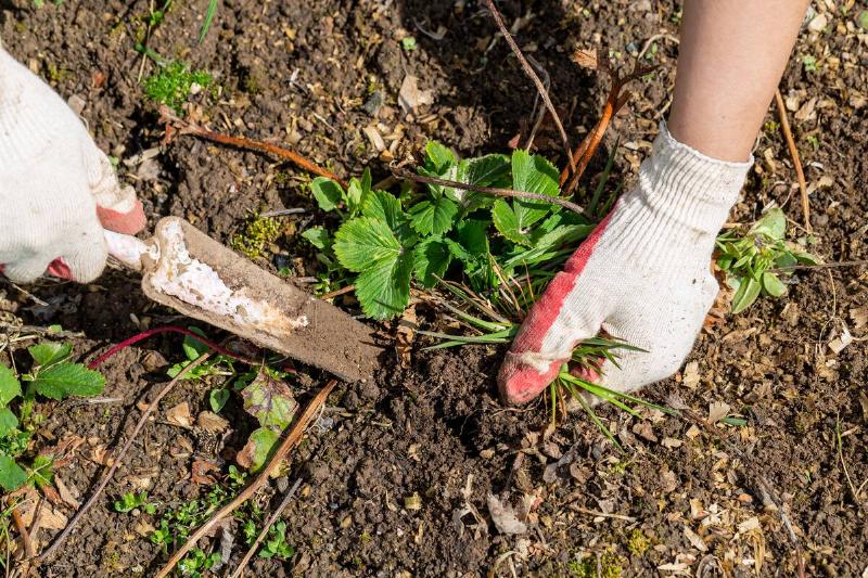 hands of gardener with weed in the vegetable garden