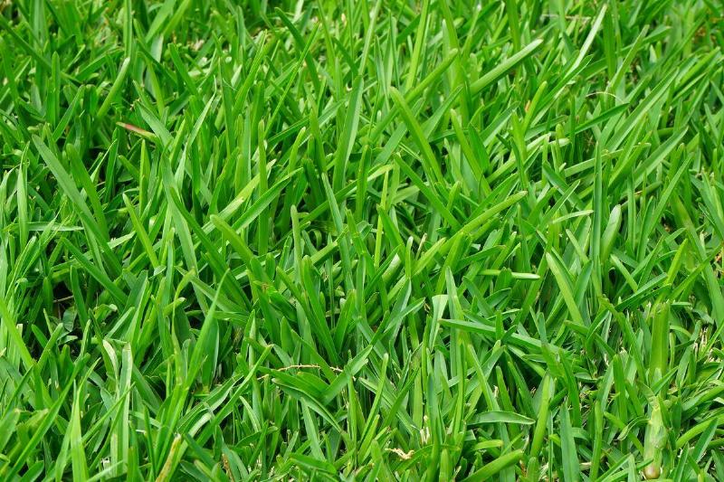close up of grass