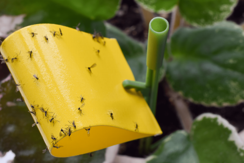 Flies on sticky trap