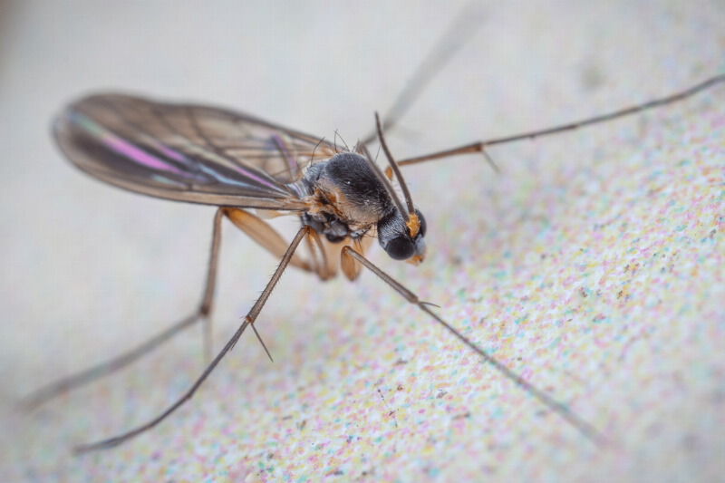 Gnat close up