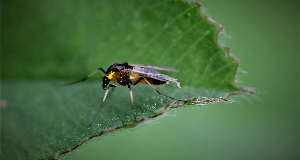 How To Get Gnats Out Of Your House