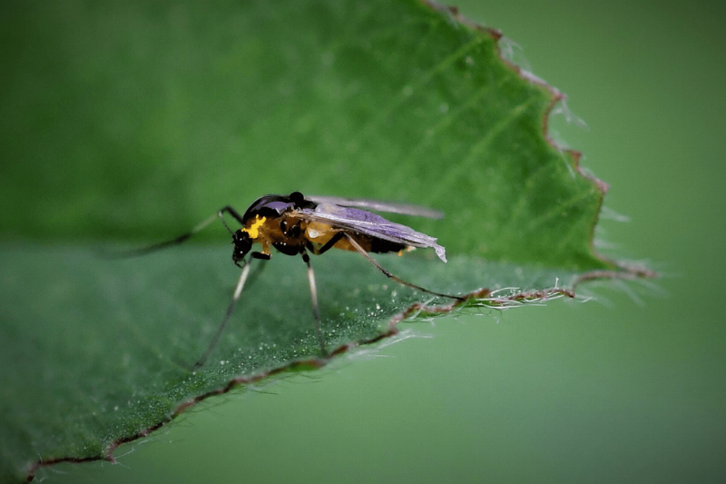 Gnat on leaf.
