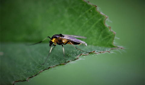 Gnat on leaf.