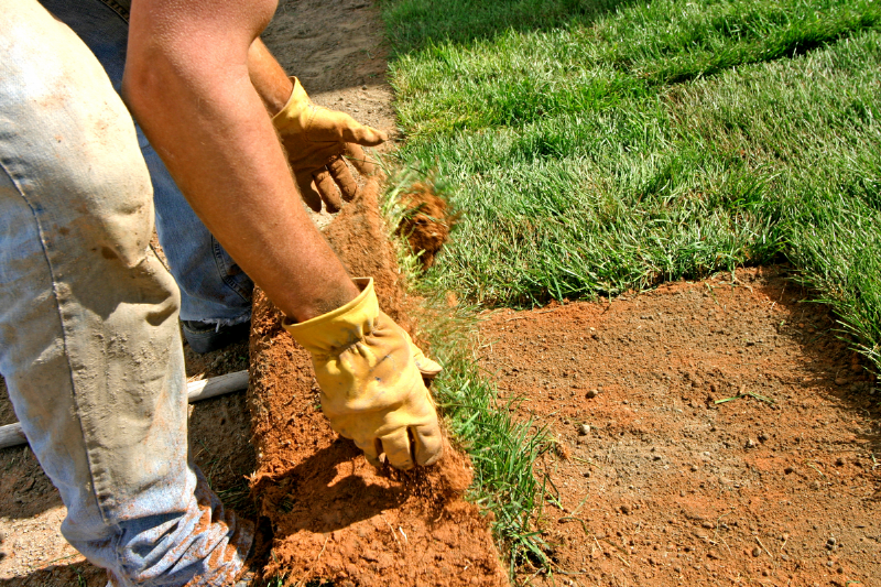 Putting down grass on lawn.