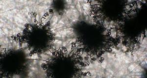 Finding and Removing Chaetomium Mold